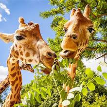 It's a Zoo in Here •  Rising 1st through 8th • June 22-26 AM