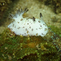 Under the Sea * Grade 1-8 * June 1-5 PM (8002)