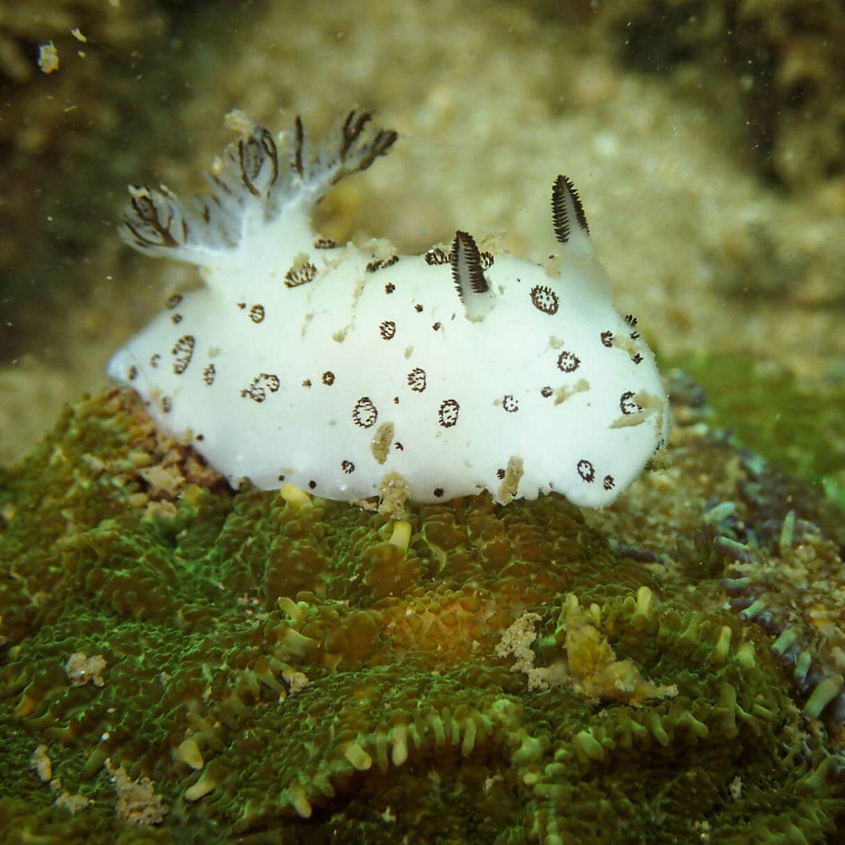 Under the Sea * Grade 1-8 * June 1-5 PM (8002)